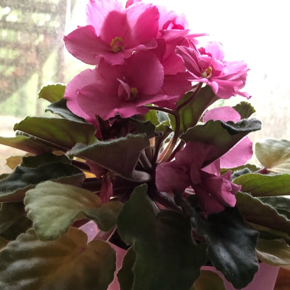 Meet your Posher, Jeanette - Picture 1 of 1